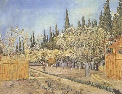 Vincent Van Gogh Orchard in Blossom,Bordered by Cypresses (nn04) oil painting picture